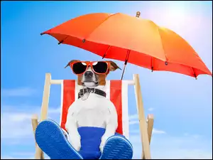Pies, Parasol, Plaża, Leżak