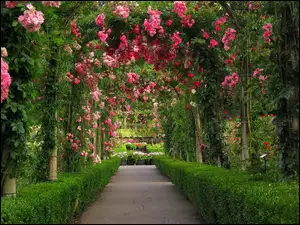 Aleja Różana, Ogród, Botaniczny