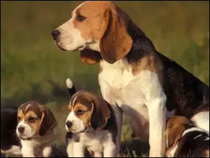 Szczeniaki, Beagle, Mama