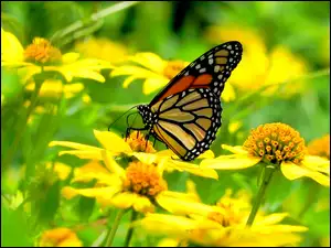 Motyl, Żółte, Kwiatuszki
