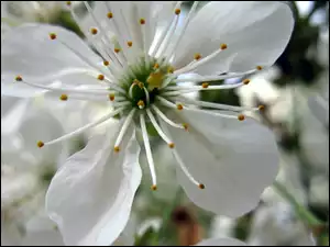 Wiśni, Biały, Kwiat