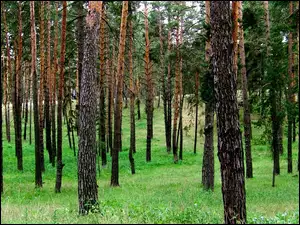 Drzew, Lasek, Pnie