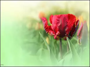 Tulipan, Czerwony, Postrzępiony