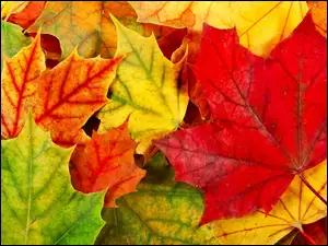Jesieni, Kolorowe, Liście