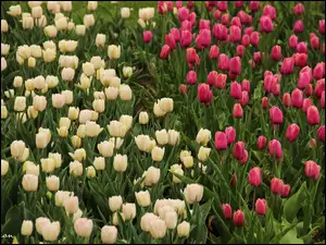 Tulipany, Białe, Różowe