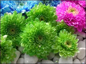 Kwiaty, Kolorowe, Georginie