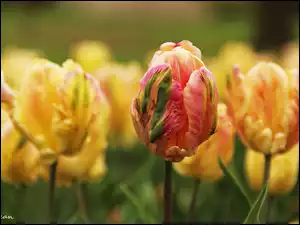 Płatki, Tulipany, Postrzępione