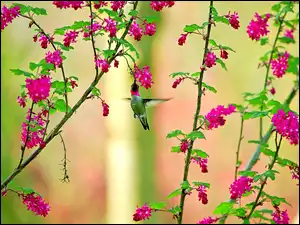 Kwiaty, Koliber, Gałązki