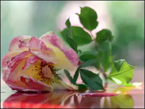 Róża, Woda