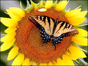 Motyl, Słonecznik, Piękny