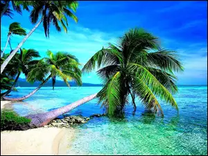 Tropiki, Palmy, Morze, Plaża