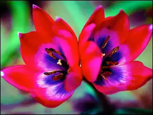 Podwójny, Pręciki, Kwiat, Tulipan