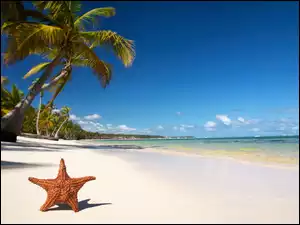 Plaża, Tropiki, Rozgwiazda, Palmy