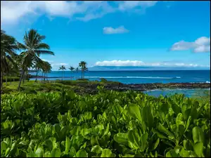 Morze, Hawaje, Plaża, Palmy