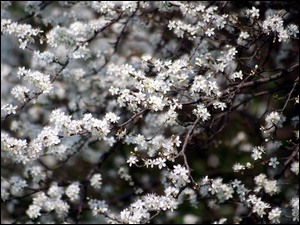Wiśni, Białe, Kwiaty