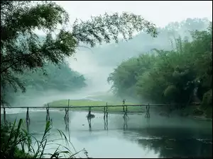 Rzeka, Mgła, Lasy, Most