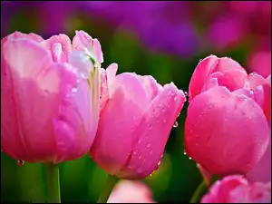 Różowe, Wody, Tulipany, Krople