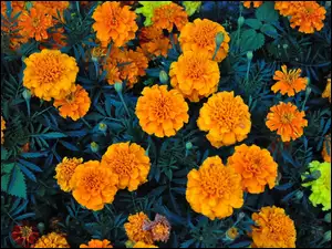 Pomarańczowa, Kwiaty, Aksamitka