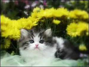 Kotek, Kwiatki
