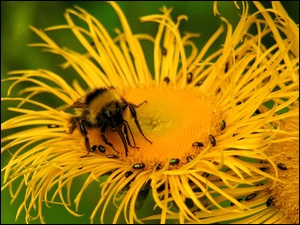Pszczoła, Makro, Żółty, Kwiat