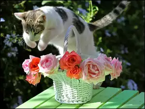 Koszyk, Kotek, Róże