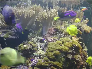 Koralowa, Kolorowe, Porosty, Ryby, Rafa