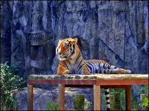 Tygrys, Skała
