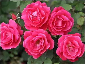 Ogród, Krzew, Różany