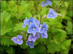 Przetacznik perski, Błękitne, Kwiatki