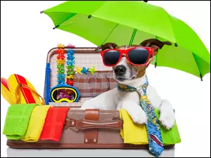 Jack russell terrier, Okulary, Waliza, Parasol, Wakacje