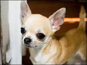 Szczeniak, Chihuahua