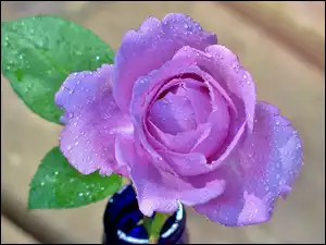 Rosa, Fioletowa, Róża