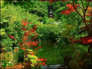 Ogród, Sadzawka, Japoński, Roślinność
