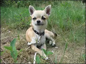 Trawa, Chihuahua, Obroża
