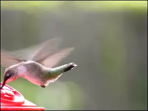 Koliber, Poidełko