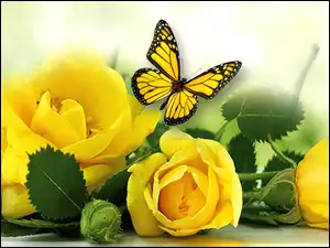 Róże, Motyl, Żółte, Liście