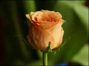 Herbaciana, Róża