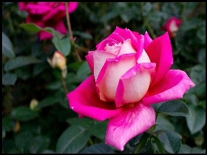 Różowa, Róża