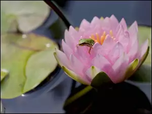 Lilia wodna, Kwiat, Żabka