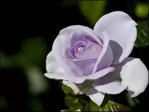 Wrzosowa, Róża