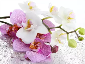 Deszczu, Orchidea, Krople