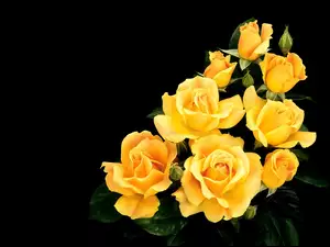 Żółte, Róże