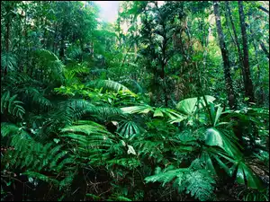 Tropikalny, Queensland, Las