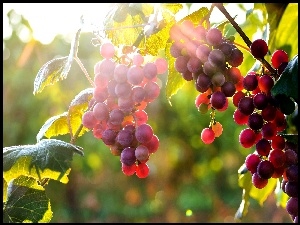 Słońca, Winogrona, Promienie