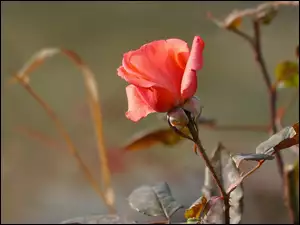 Liście, Krzew, Róży