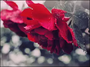 Czerwona, Rosy, Róża, Krople
