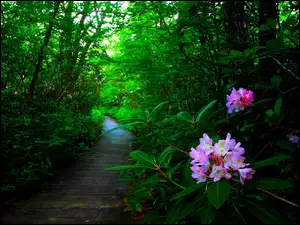 Las, Rododendron, Ścieżka, Kwiaty