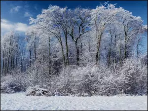 Drzewa, Zima, Krzewy, Śnieg