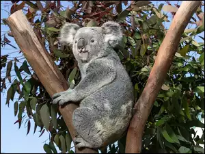 Drzewo, Miś, Koala