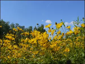 Kwiaty, Łąka, Żółte